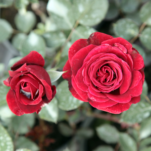 Don Juan - red - climber rose